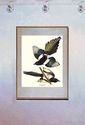 John James Audubon "American Magpie" Art Print