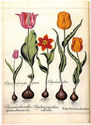 Tulipa 22x30 Hand Numbered Edition Botanical Garde