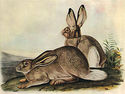 John J. Audubon White-Tailed Jack Rabbit 22x30 Art