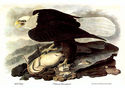 Audubon "Bald Eagle" HUGE Elephant Art Folio Editi