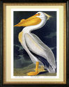 Audubon White Pelican 30x44 Hand Numbered Edition 