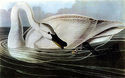 Trumpeter Swan 15x22 Hand Numbered Ltd. Edition Au