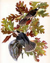 John James Audubon "Canada Jay" Beautiful Art Prin