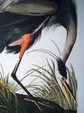 Audubon Great Blue Heron 15x22 Hand Numbered Ltd. 