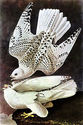 John James Audubon  Gyrfalcon 15x22 Beautiful Art 