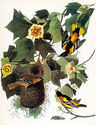 John James Audubon "Baltimore Oriole" Art Print