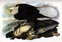 Audubon Bald Eagle 15x22 Hand Numbered Ltd. Editio