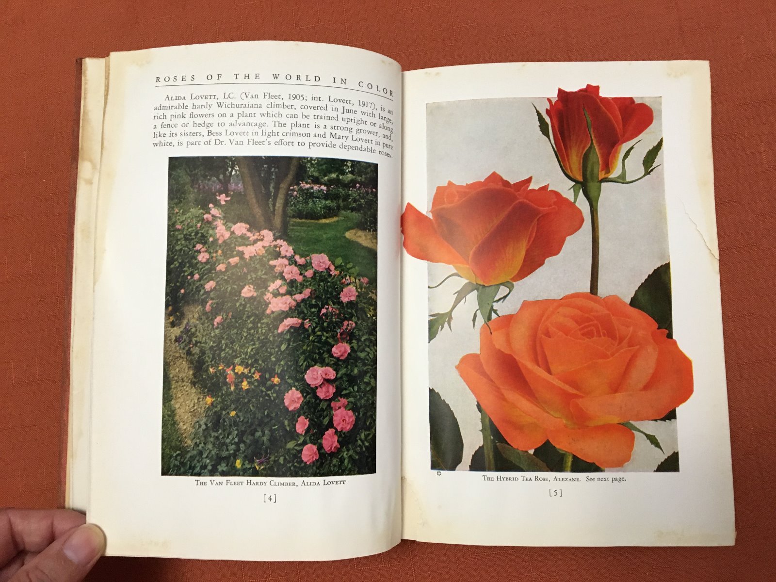 Roses of the World in Color - by J. Horace McFarland - 1938