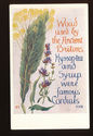  Herb Garden Series Postcard- Wood -Hyssop-Tea-Unu