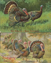 ? Nice Lot of  2 Thanksgiving Turkeys ~ Scenes,Vin