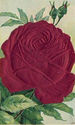 SILK Embossed ROSE & Leaves Vintage Floral Art Ant