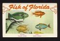 Fish of Florida Vintage Souvenir Postcard Folder-k