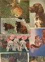 Lot of 35 ANIMAL animals Wholesale Postcards-G375