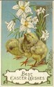 Chicks  with Easter  Lily Flowers Emb.Postcard-dd1