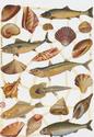 Fish Sealife Victorian Die-Cut Scrap Sheet -sc428