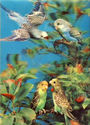 3-D LENTICULAR ~bird~POSTCARD -LOVE BIRDS-kk803