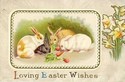 Bunny Rabbits Eat Carrots Vintage Easter postcard-