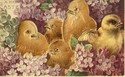 Heavy Embossed Chicks & Flowers Easter Postcard-hh