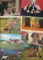 Lot of 27 ASSORTED ANIMAL Postcards-24 Unused-oo57