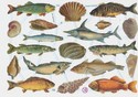 Fish & Sea Shells Victorian Die-Cut Scrap Sheet -s