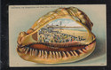 Antique Seashell Postcard Atlantic City Boardwalk-