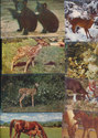 Lot of 27 ASSORTED ANIMAL Postcards-24 Unused-oo57