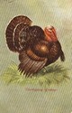 Beautiful Big Turkey VintageThanksgiving Postcard-