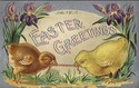 Big Easter Chicks Play Tug of War Postcard-ii208