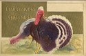 HEAVY EMBOSSED TURKEY  OLD THANKSGIVING POSTCARD-f