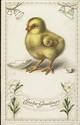 Pretty Easter Chick & Flowers Vintage Postcard-ii-