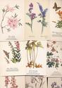 Huge Lot of 30 BOTANICAL  FLOWERS Postcards-25 Unu