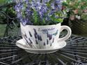 *16209V - Lavender Fields Teacup Dolomite 9" Plant