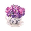 *16209V - Lavender Fields Teacup Dolomite 9" Plant