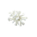 *17016V - Small White Faux Coral Statue Sea Life F