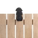*17276V - Climbing Cutie Black Border Collie Puppy