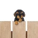 *17277V - Climbing Cutie Black Dachshund Puppy Par