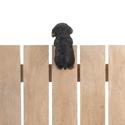 *17277V - Climbing Cutie Black Dachshund Puppy Par