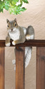 *17279V - Climbing Gray Squirrel Chip Fence Edge S