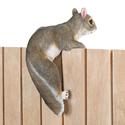 *17279V - Climbing Gray Squirrel Chip Fence Edge S