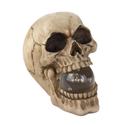 To add this item in your Shopping Cart drag and drop this picture there