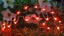 :10843V - 20 LED Copper Wire Red Fairy Lights