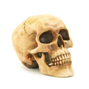 To add this item in your Shopping Cart drag and drop this picture there
