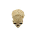 36245V - Grinning Skull Head Figurine