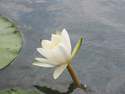 Water lily paper