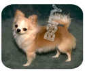 To add this item in your Shopping Cart drag and drop this picture there
