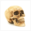 To add this item in your Shopping Cart drag and drop this picture there