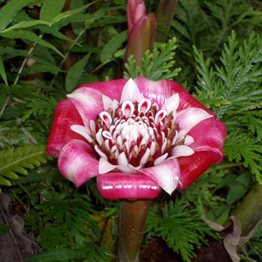 Polynesian Produce Stand : ~Malay Rose~ TORCH GINGER STUNNING Starter ...