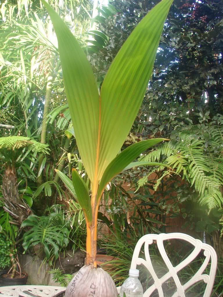 ~RED TAHITI RANGIROA~ Dwarf COCONUT Cocos nucifera JUST SPROUTED Sml Leaf Plant