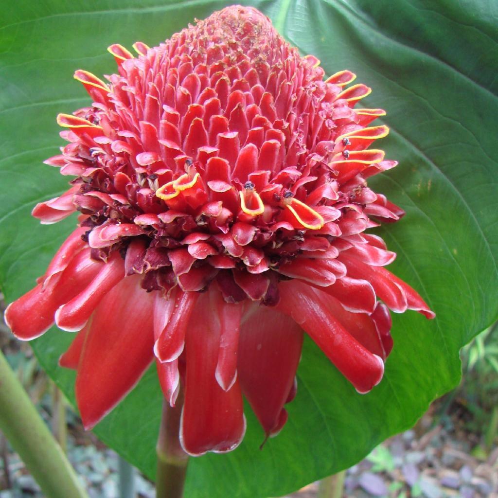 Polynesian Produce Stand RED TORCH GINGER  Exotic 