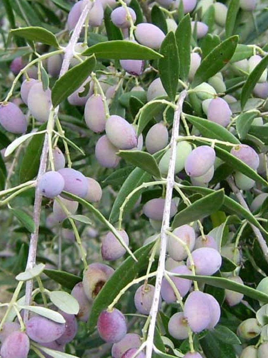 ~Olive Tree~ ANCIENT TREE Olea europaea to 10°F Zone 8 Arbequina LIVE Potd PLANT